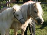 Picture of Kilcummer Palomino Prudence SUCH, Diplom 42p, prem GI 